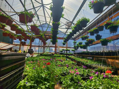 Hanging Flower Baskets