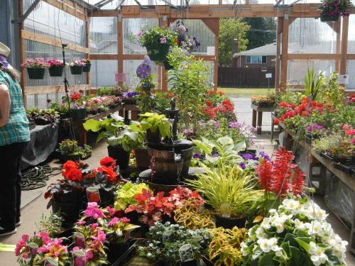 Port Angeles Plants, Greenhouse and Nursery - Port Angeles Nursery  Greenhouse Plants