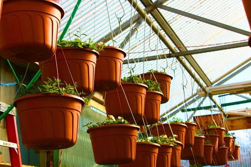Hanging Flower Baskets